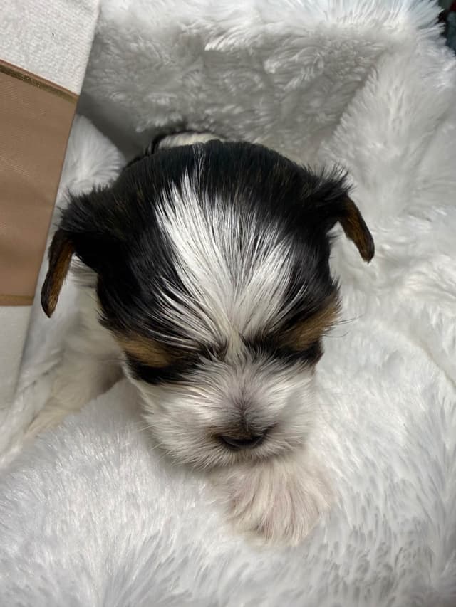 Biewer Terrier Puppies media 10
