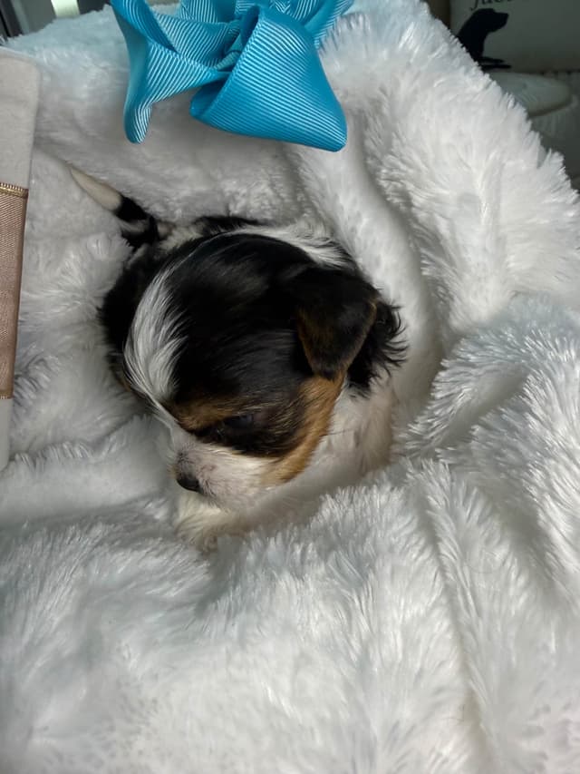 Biewer Terrier Puppies media 11
