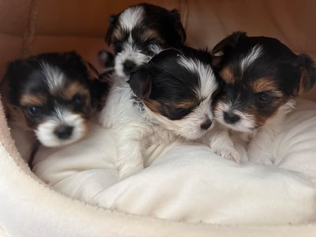 Biewer Terrier Puppies media 14