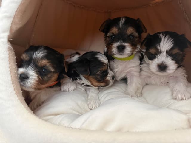 Biewer Terrier Puppies media 15