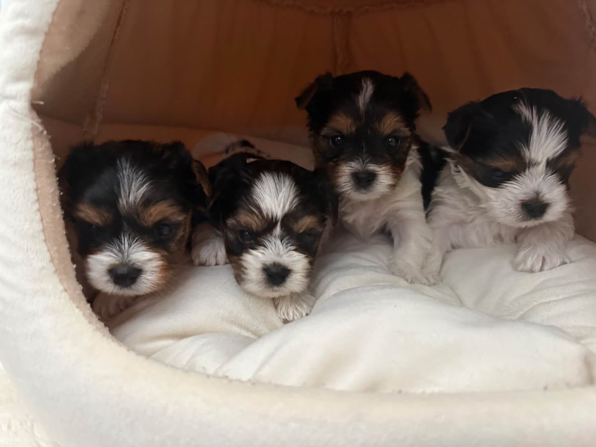 Biewer Terrier Puppies breeder image 27