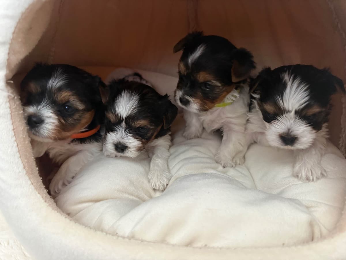 Biewer Terrier Puppies breeder image 29