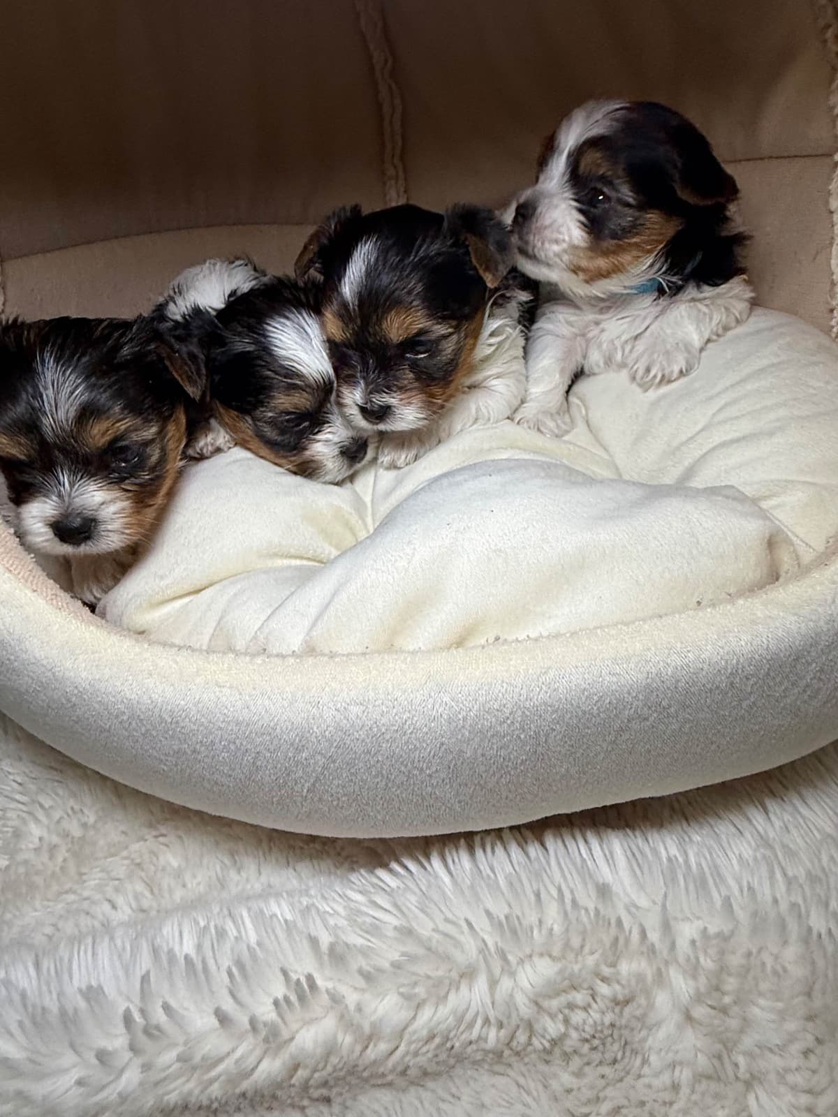 Biewer Terrier Puppies breeder image 31