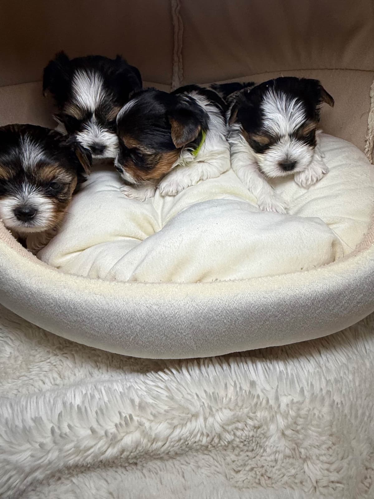 Biewer Terrier Puppies breeder image 30