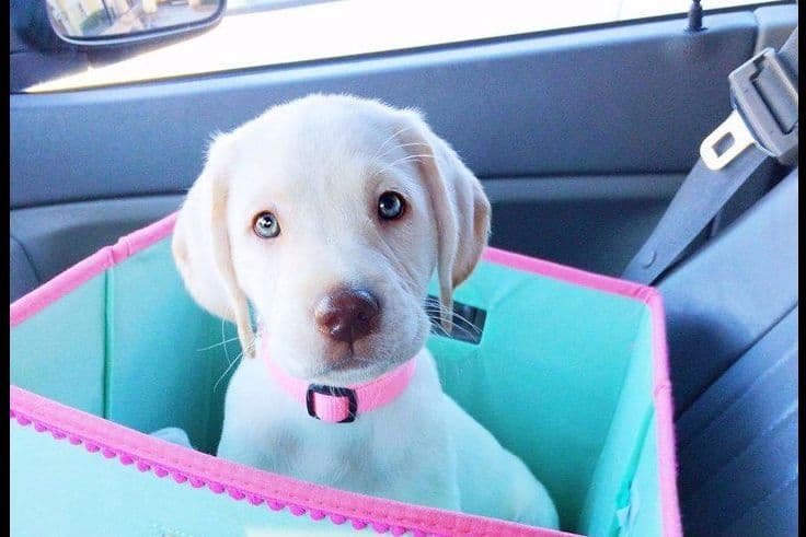 Labrador Retriever Puppies breeder image 6