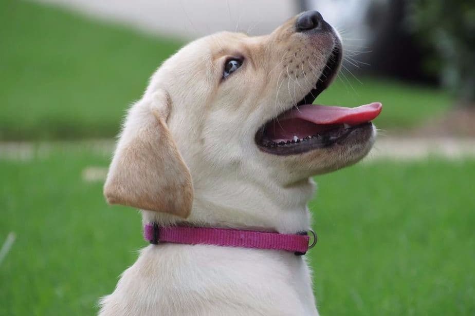 Labrador Retriever Puppies breeder image 5