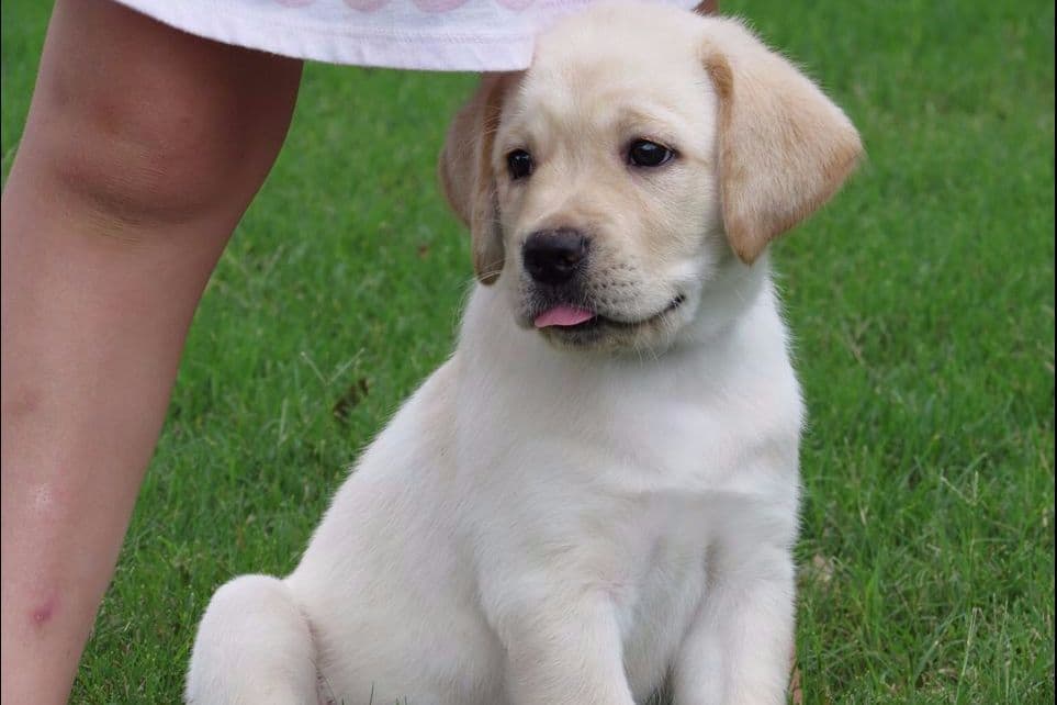 Labrador Retriever Puppies breeder image 4