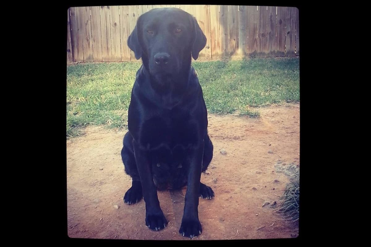 Labrador Retriever Puppies breeder image 2