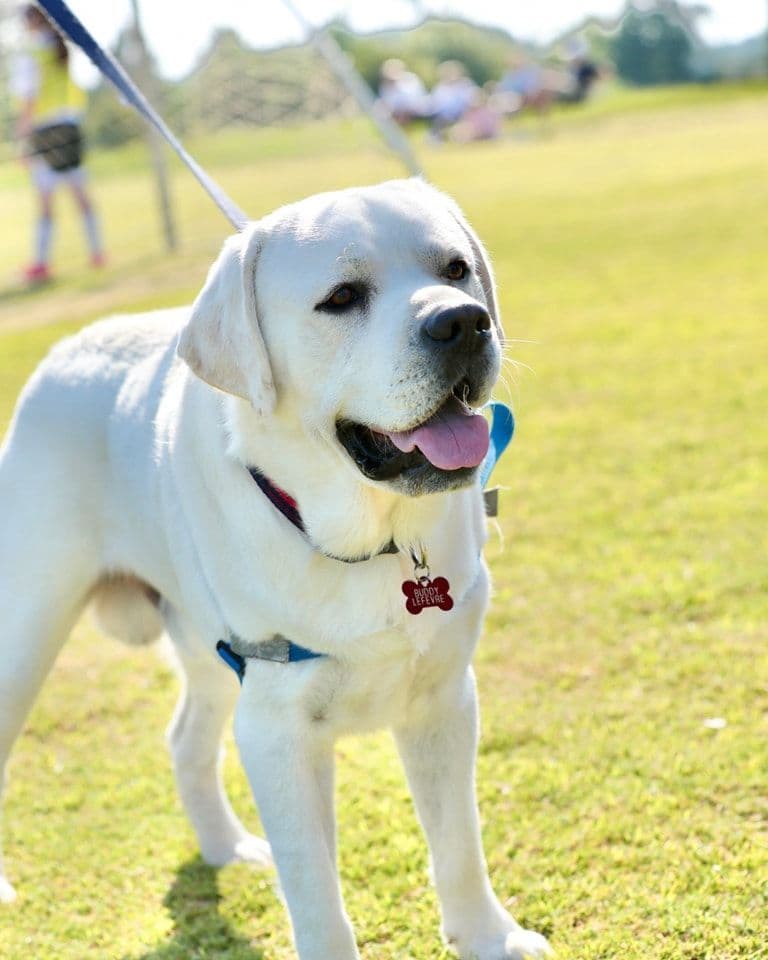 Labrador Retriever Puppies breeder image 1