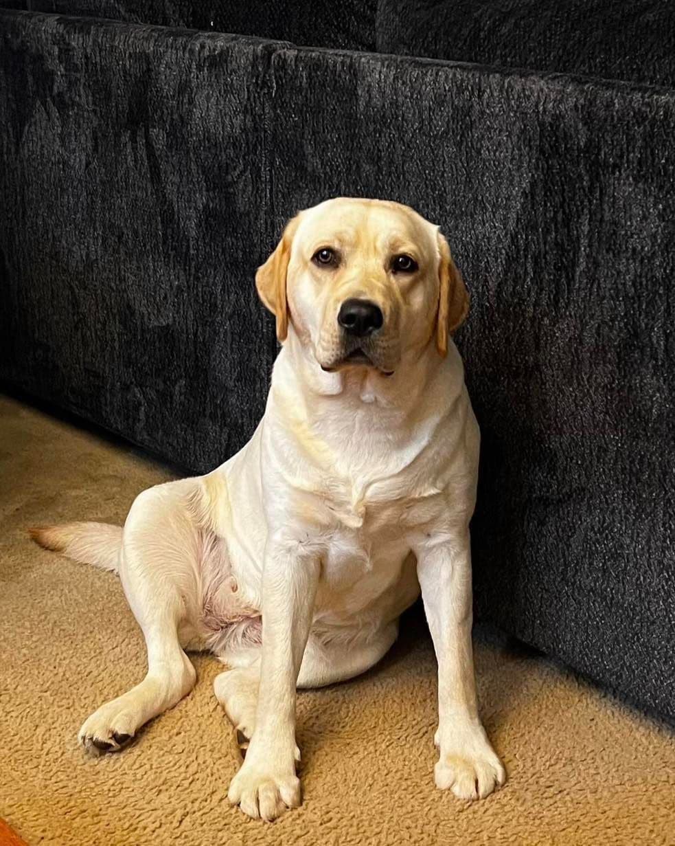 Labrador Retriever Puppies breeder image 9