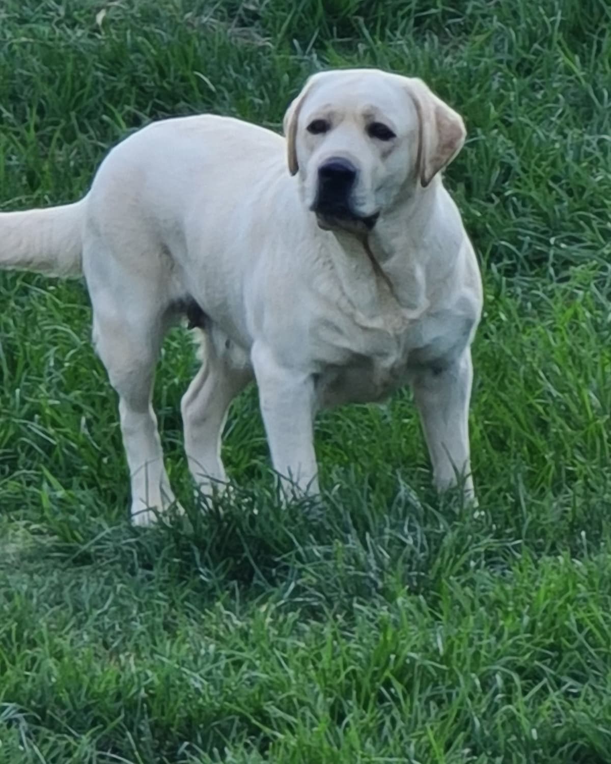 Labrador Retriever Puppies breeder image 7