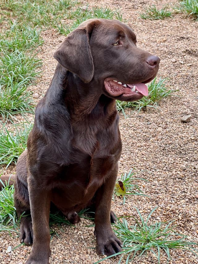 Labrador Retriever Puppies media 2