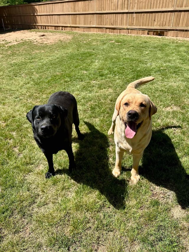 Labrador Retriever Puppies media 3