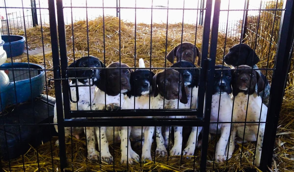 German Shorthaired Pointer Puppies breeder image 9