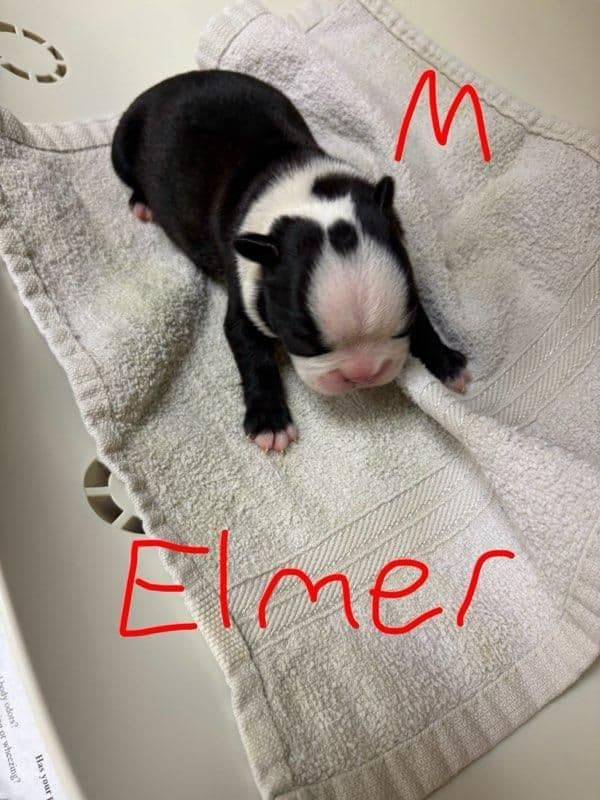 Boston Terrier Puppies media 3
