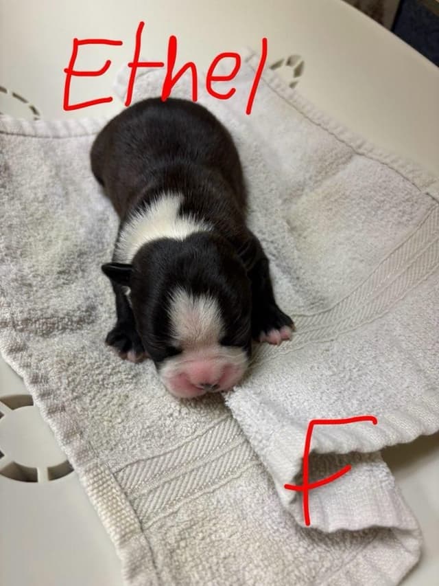 Boston Terrier Puppies media 4