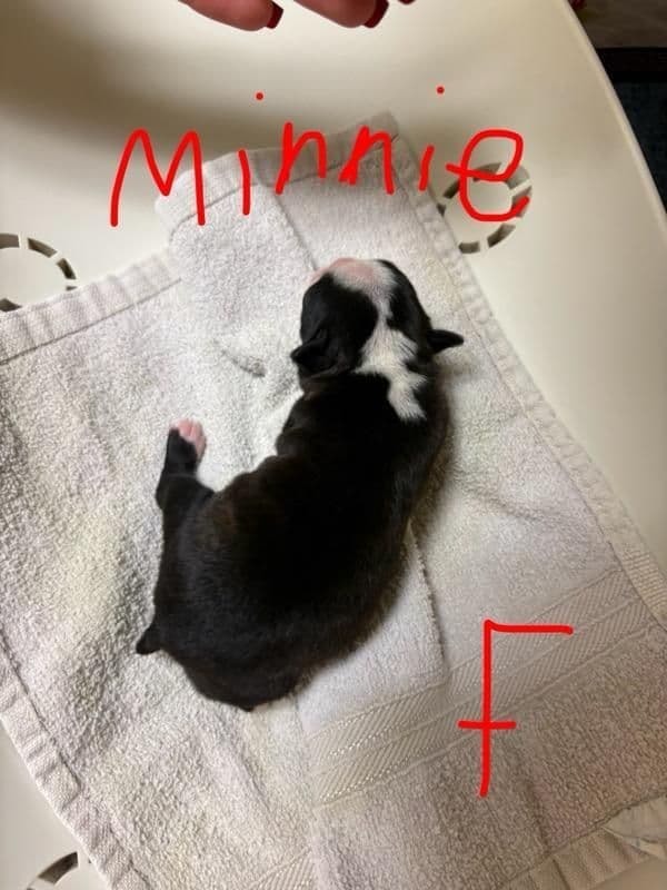 Boston Terrier Puppies media 5