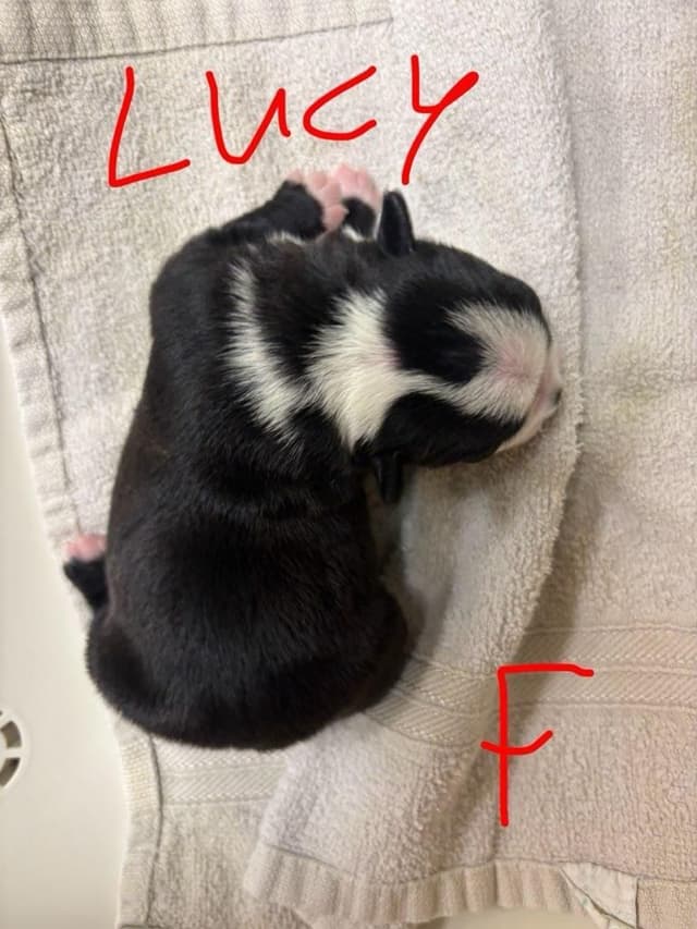 Boston Terrier Puppies media 6