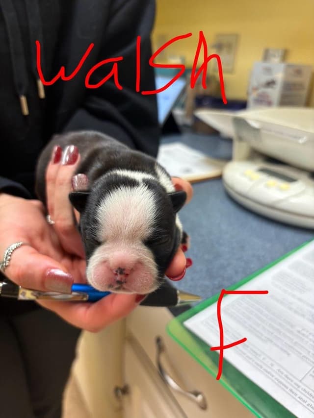 Boston Terrier Puppies media 7