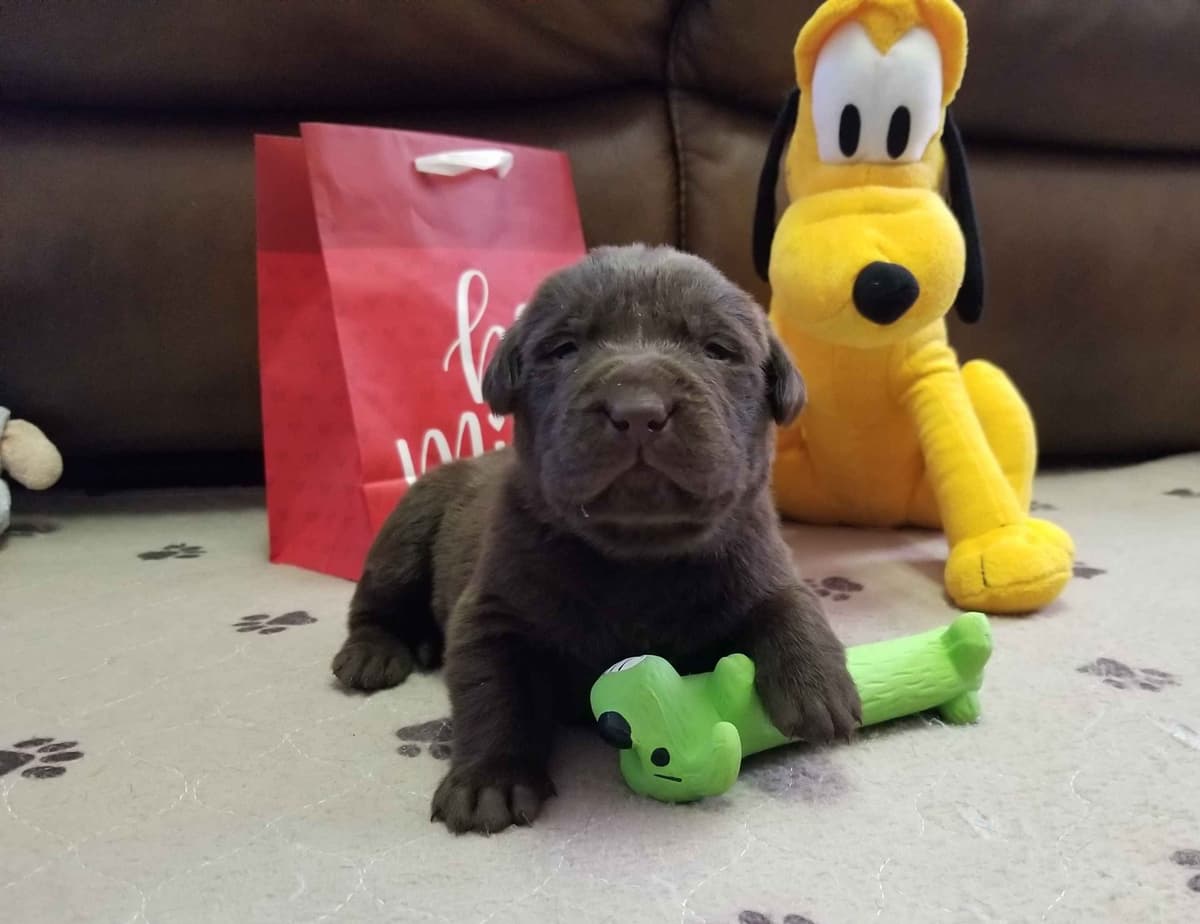 Beautiful Chocolates!! ๐พ๐พ breeder image 5