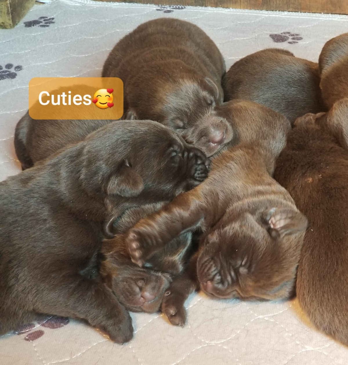 Beautiful Chocolates!! ๐พ๐พ breeder image 6