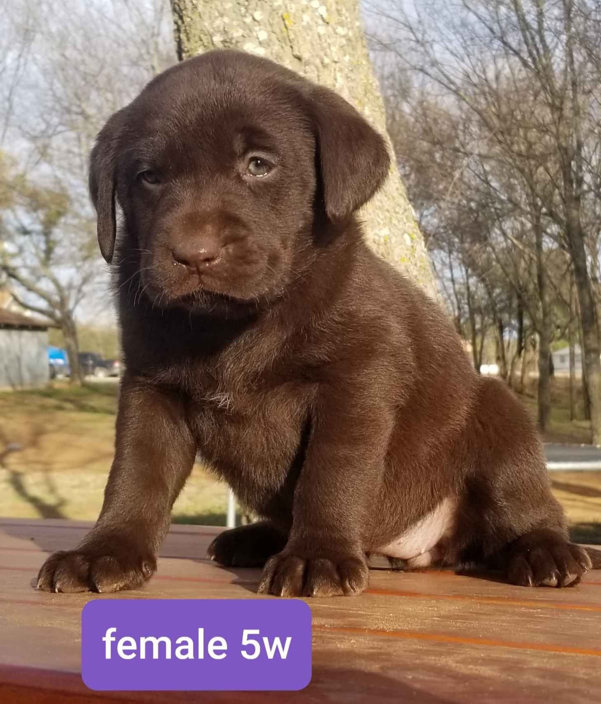 Beautiful Chocolates!! ๐พ๐พ breeder image 8