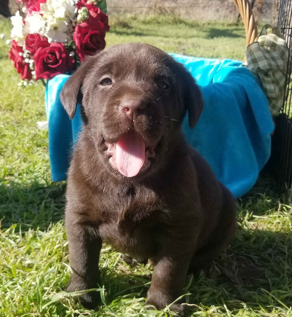 Beautiful Chocolates!! ๐พ๐พ breeder image 9