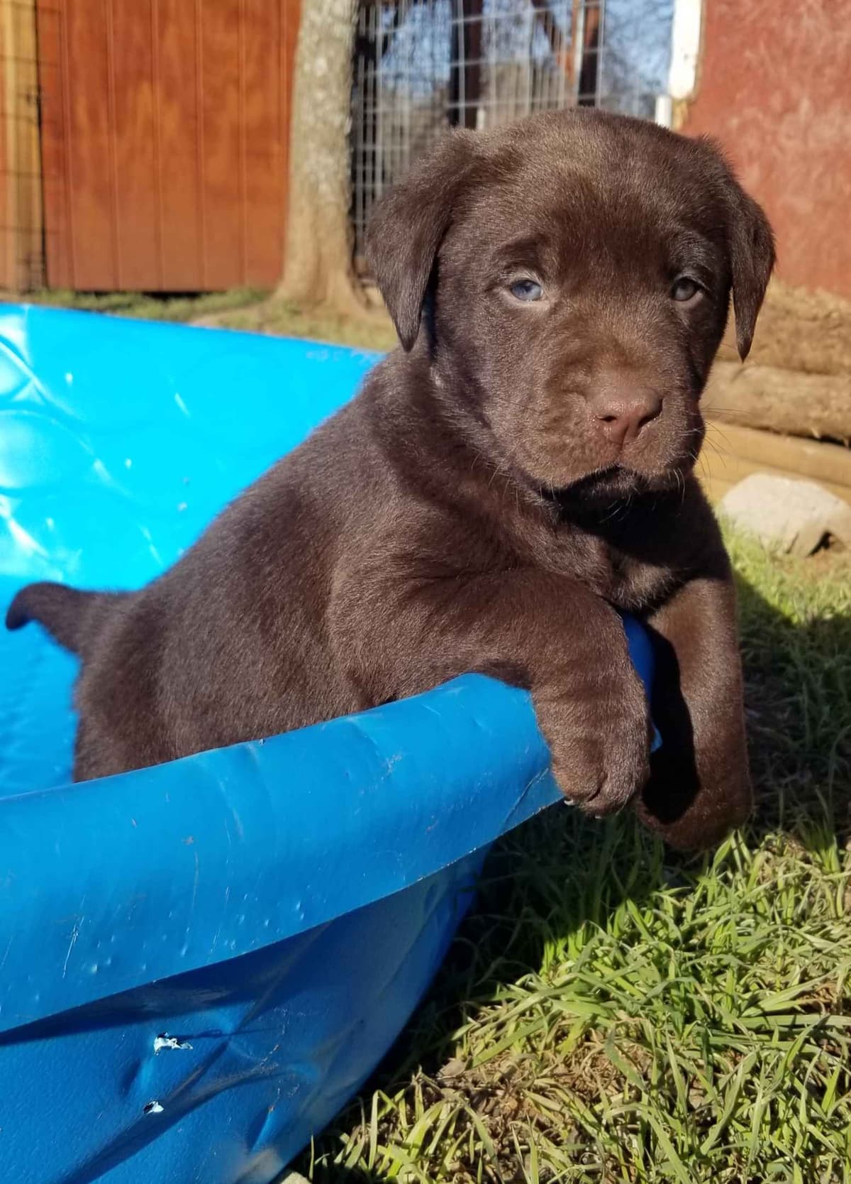 Beautiful Chocolates!! ๐พ๐พ breeder image 10