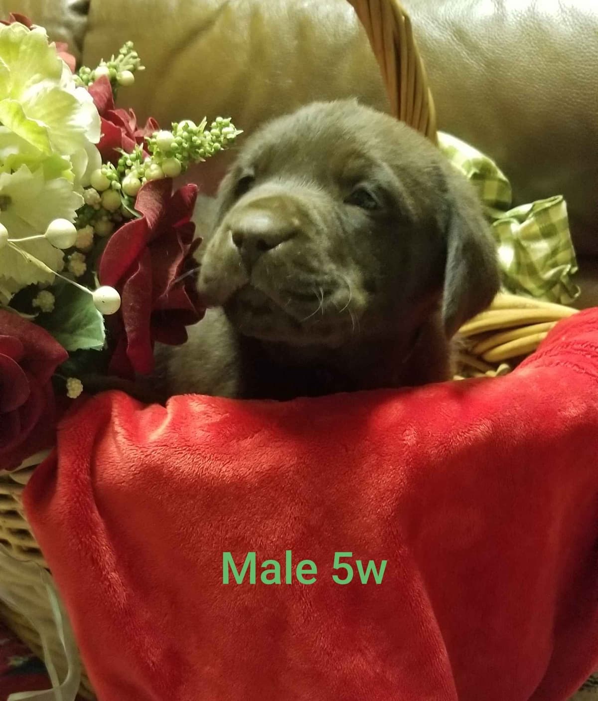 Beautiful Chocolates!! ๐พ๐พ breeder image 2