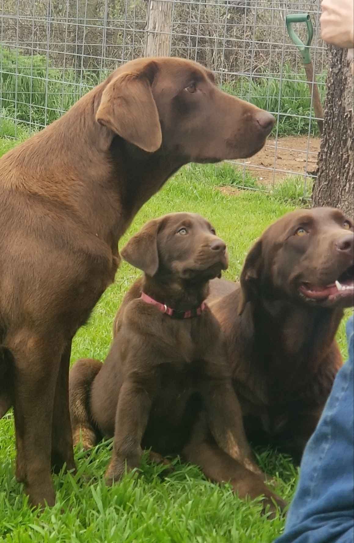 Beautiful Chocolates!! ๐พ๐พ breeder image 12