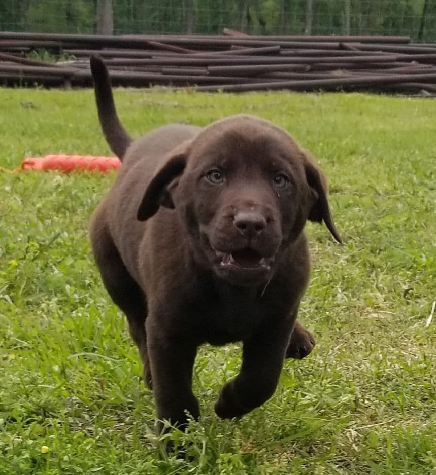 Beautiful Chocolates!! ๐พ๐พ breeder image 14