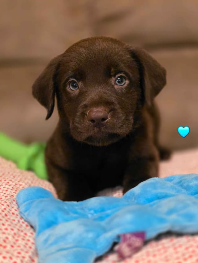 Beautiful Chocolates!! 🐾🐾 media 4