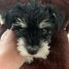 Miniature Schnauzer Puppies breeder image 1