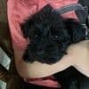 Miniature Schnauzer Puppies breeder image 3