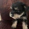 Miniature Schnauzer Puppies breeder image 4