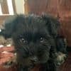 Miniature Schnauzer Puppies breeder image 5