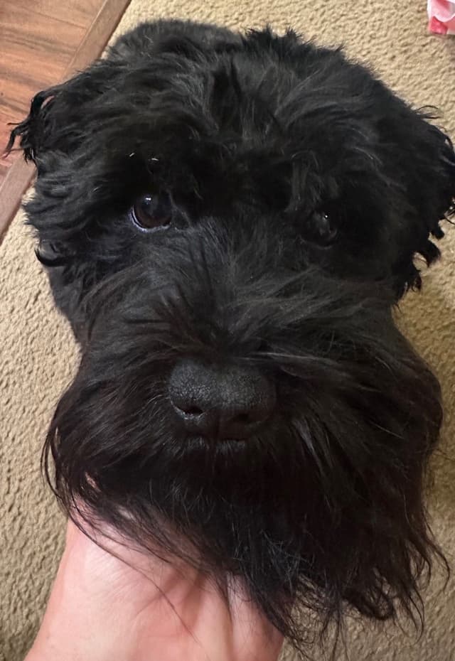 Miniature Schnauzer Puppies media 2