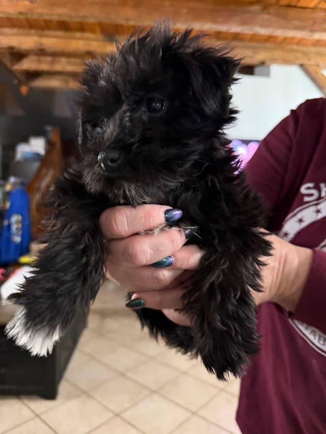 Miniature Schnauzer Puppies media 3