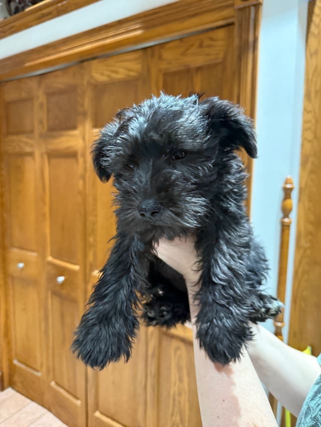 Miniature Schnauzer Puppies media 4