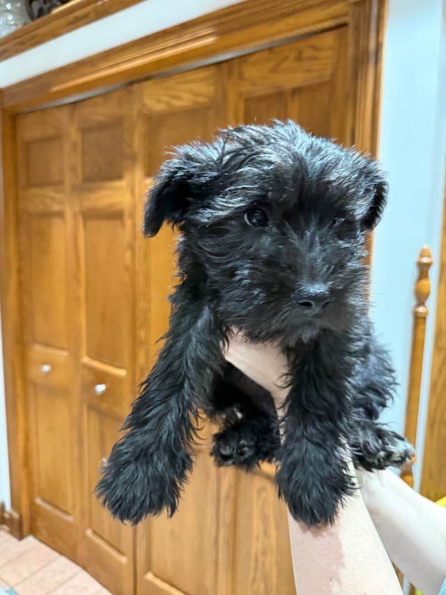 Miniature Schnauzer Puppies media 5