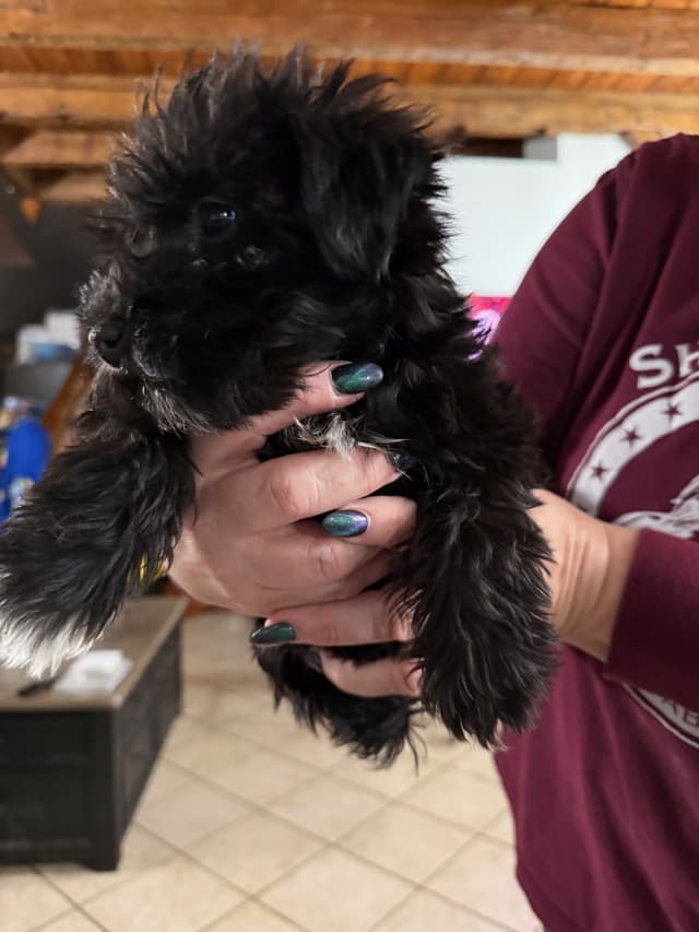 Miniature Schnauzer Puppies media 6