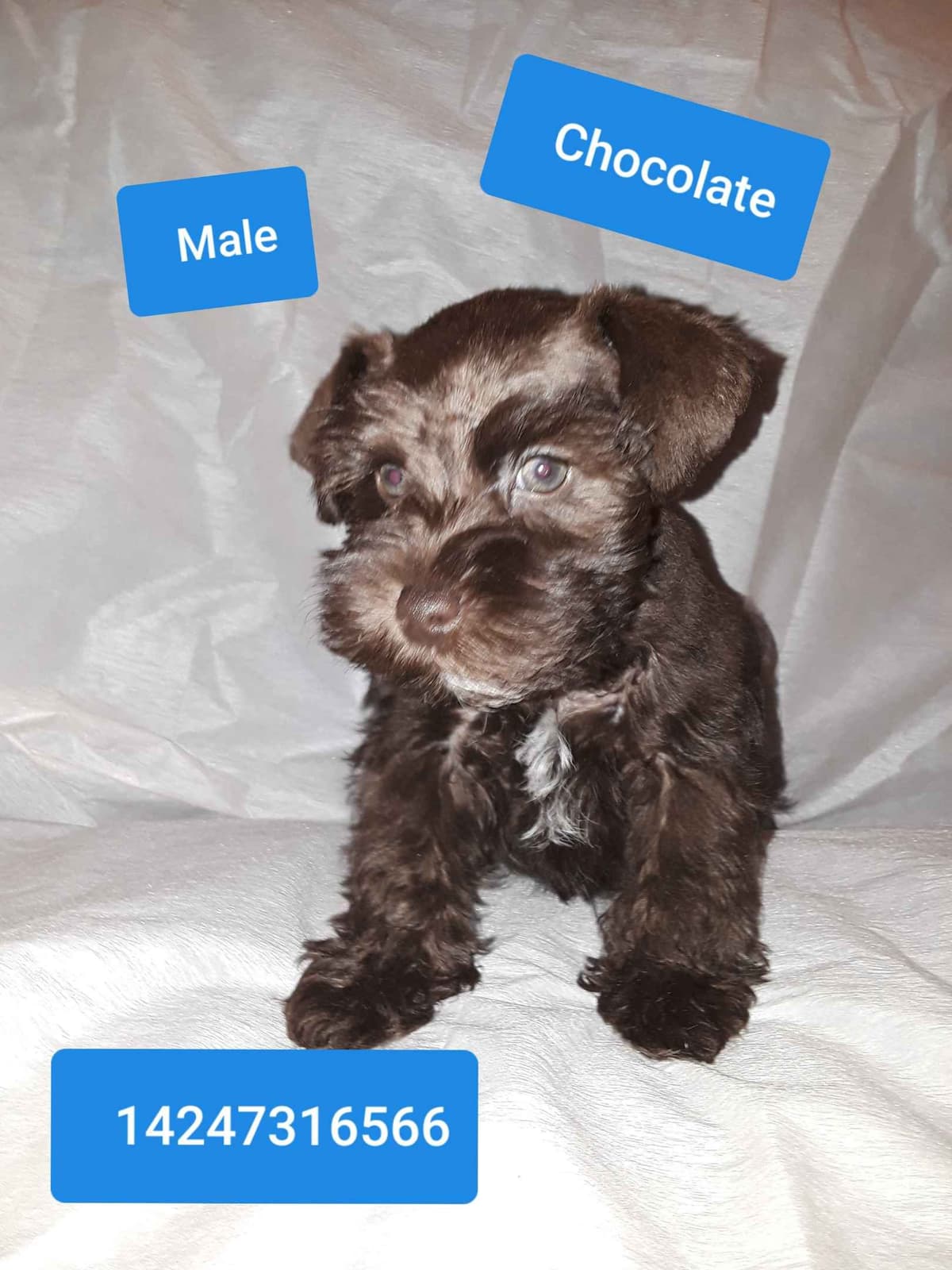 Miniature Schnauzer Puppies breeder image 2