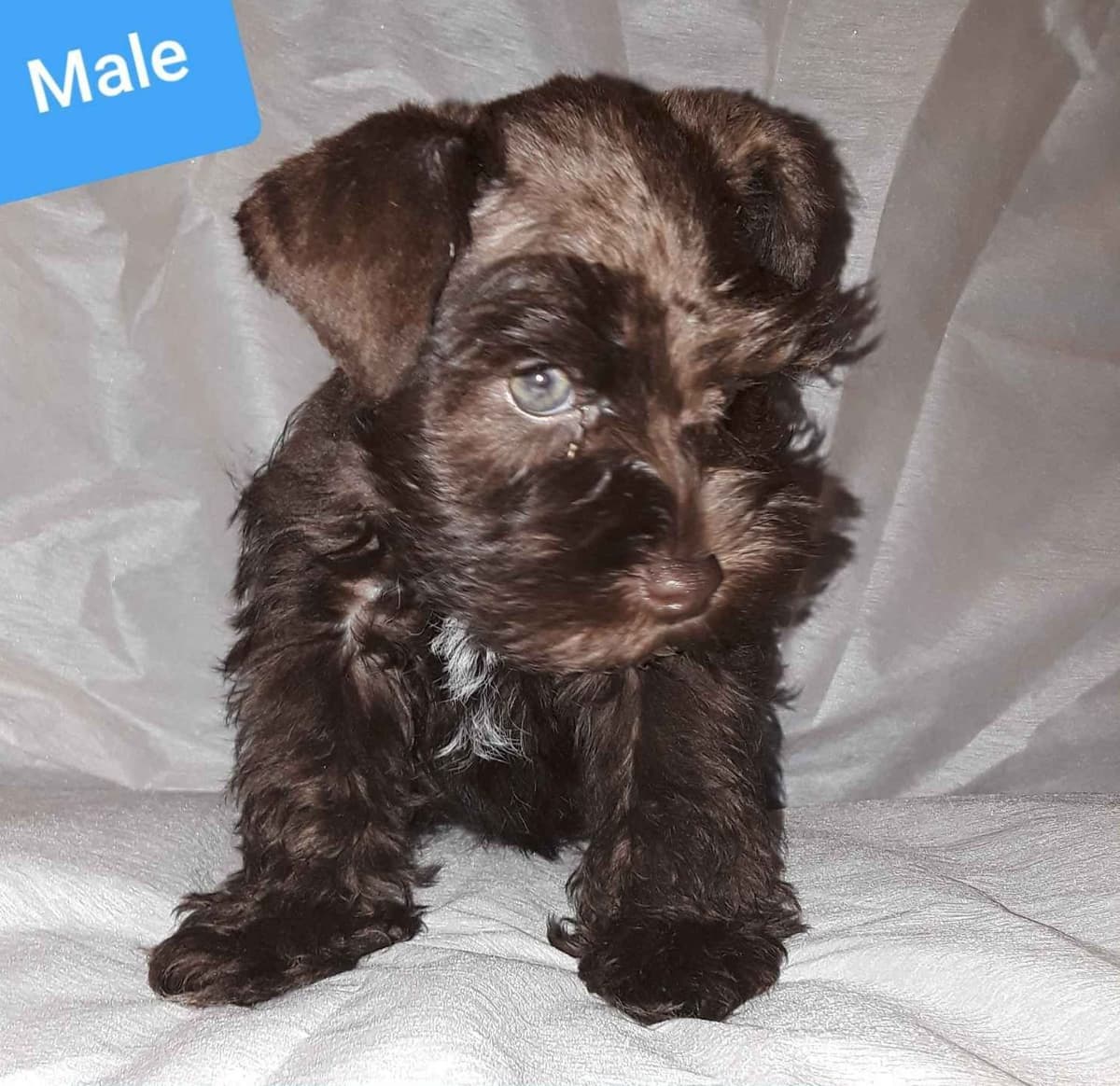 Miniature Schnauzer Puppies breeder image 1