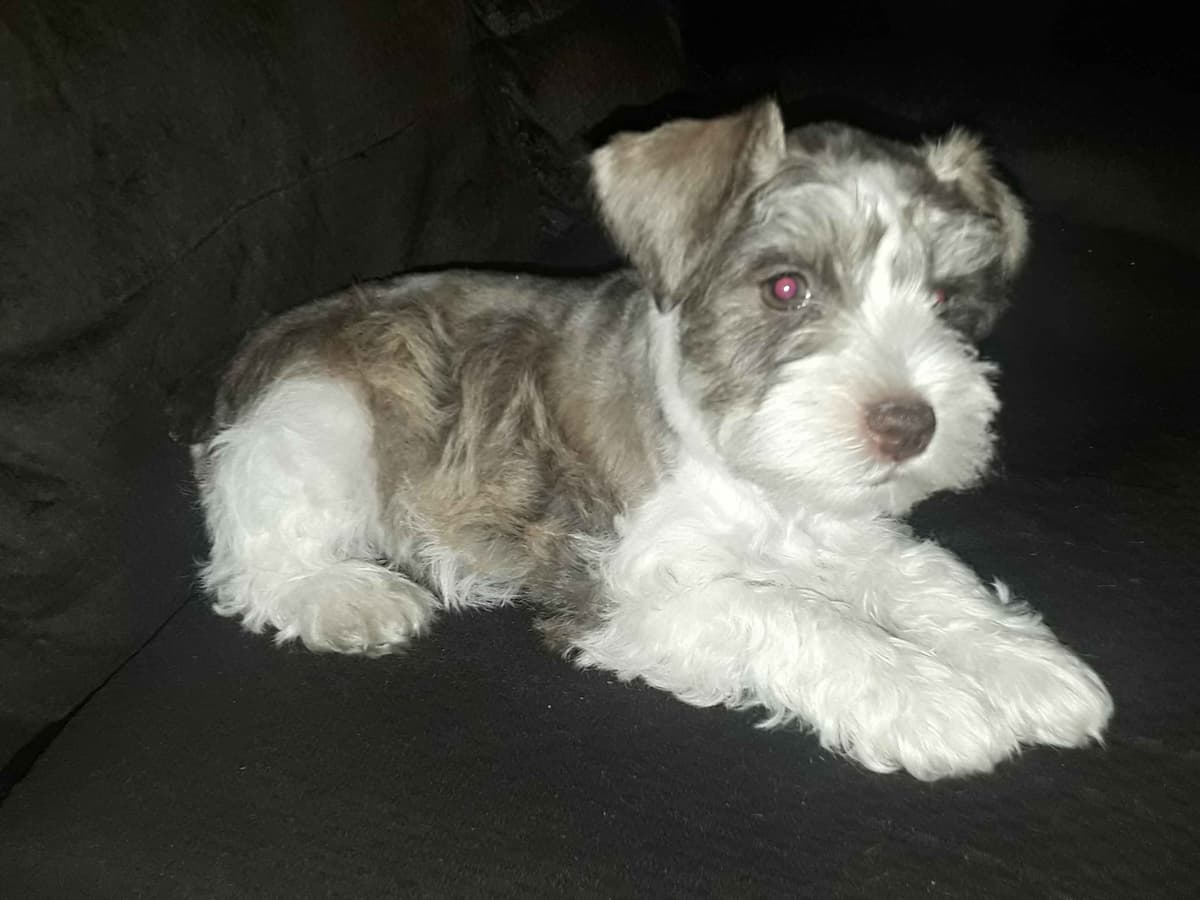 Miniature Schnauzer Puppies breeder image 3