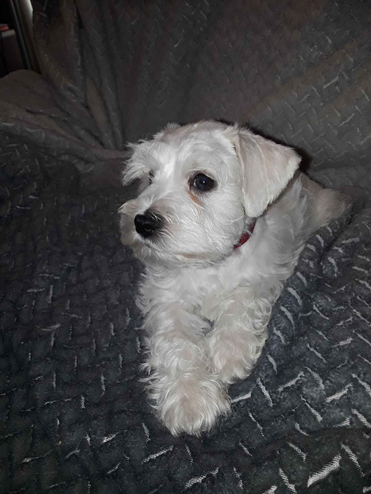 Miniature Schnauzer Puppies breeder image 6