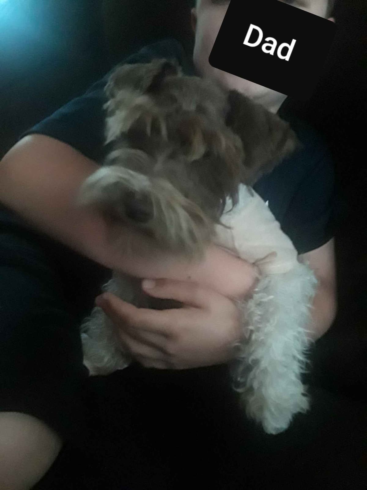 Miniature Schnauzer Puppies breeder image 7