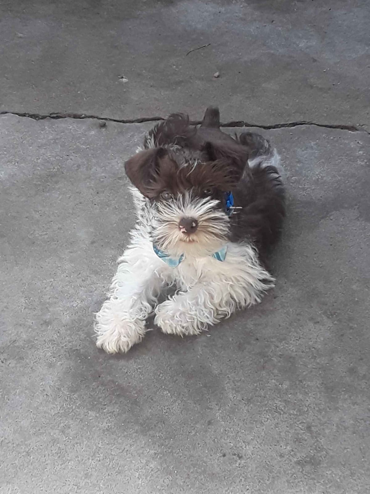 Miniature Schnauzer Puppies breeder image 8