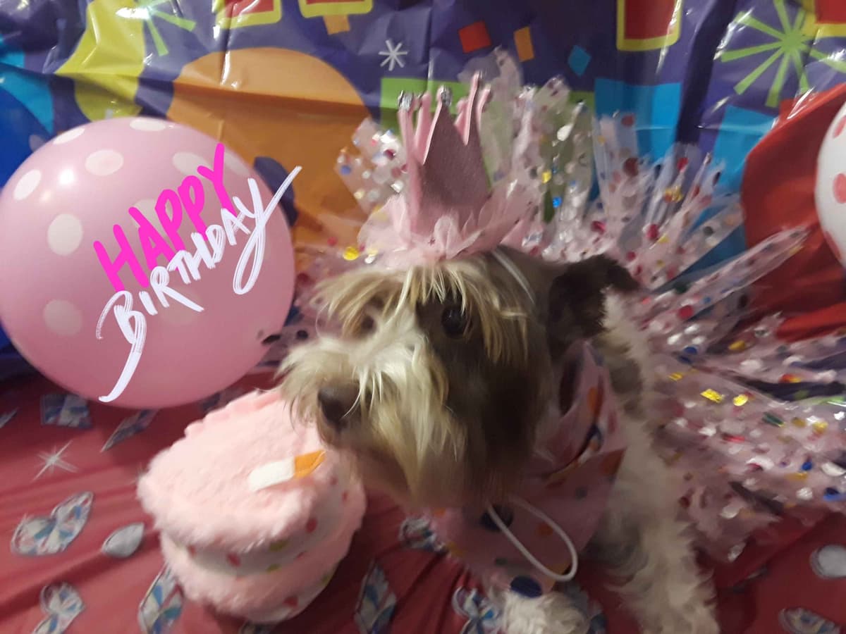 Miniature Schnauzer Puppies breeder image 9