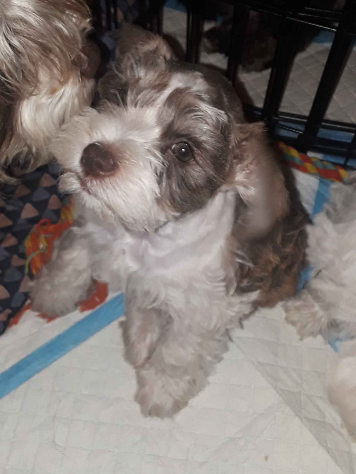 Miniature Schnauzer Puppies breeder image 10