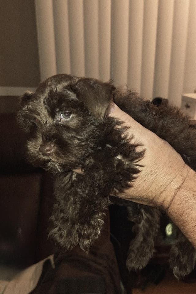 Miniature Schnauzer Puppies media 3
